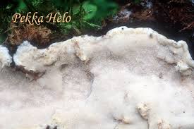 Attēlu rezultāti vaicājumam “Skeletocutis stellae”