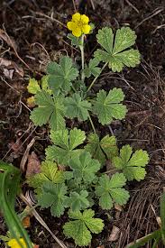 Attēlu rezultāti vaicājumam “Potentilla arenaria flower”