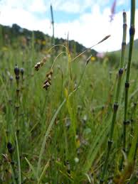 Attēlu rezultāti vaicājumam “Carex capillaris”