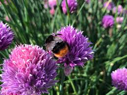 Attēlu rezultāti vaicājumam “Allium schoenoprasum flower”
