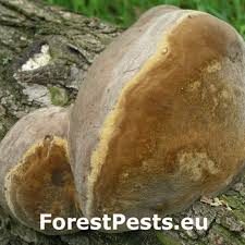 Attēlu rezultāti vaicājumam “Phellinus”