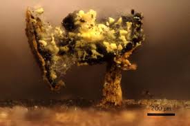 Attēlu rezultāti vaicājumam “Craterium aureum”