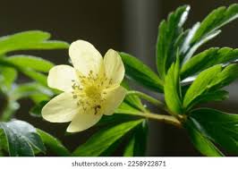Attēlu rezultāti vaicājumam “Anemone x lipsiensis leaf”