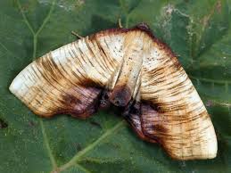 Attēlu rezultāti vaicājumam “Plagodis dolabraria”