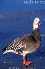 Image result for Anser caerulescens