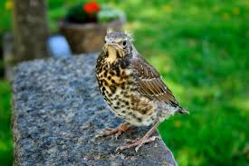 Attēlu rezultāti vaicājumam “Turdus pilaris juvenile”
