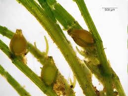 Attēlu rezultāti vaicājumam “Chara intermedia”
