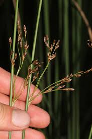 Attēlu rezultāti vaicājumam “Juncus balticus”