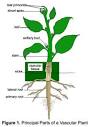 Artichoke Roots Plants For Sale - 1 Yr Roots For Sale