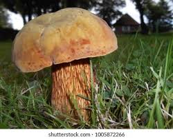 Attēlu rezultāti vaicājumam “Boletus luridus”