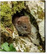 Attēlu rezultāti vaicājumam “Myodes glareolus”