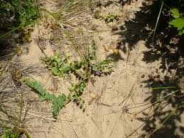 Attēlu rezultāti vaicājumam “Lathyrus japonicus subsp. maritimus leaf”