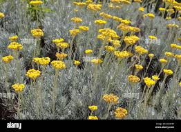 Attēlu rezultāti vaicājumam “Helichrysum arenarium flower”