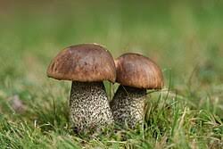 Attēlu rezultāti vaicājumam “Leccinum”