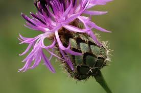 Image result for Centaurea scabiosa