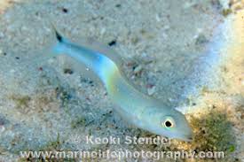 Image result for Malacanthus plumieri