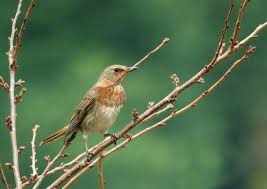 Image result for Turdus ruficollis