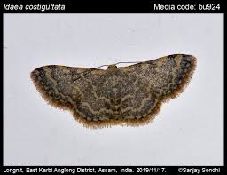 Attēlu rezultāti vaicājumam “Idaea emarginata”