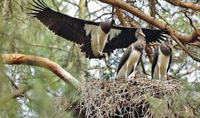 Attēlu rezultāti vaicājumam “Ciconia nigra nest”
