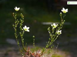 Attēlu rezultāti vaicājumam “Sagina nodosa leaf”