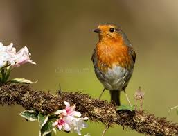 Attēlu rezultāti vaicājumam “Erithacus rubecula juvenile”