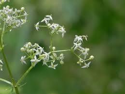 Attēlu rezultāti vaicājumam “Galium album bud”