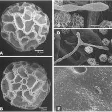 Attēlu rezultāti vaicājumam “Oligonema favogineum sessile”