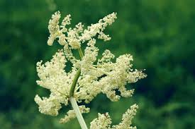 Attēlu rezultāti vaicājumam “Rheum rhabarbarum flower”