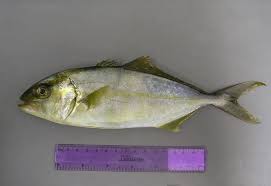 Image result for Seriola dumerili