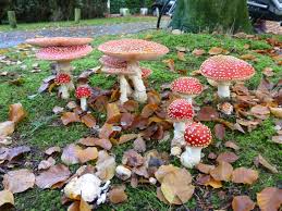 Image result for vliegenzwam