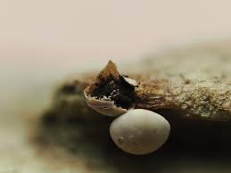 Attēlu rezultāti vaicājumam “Diderma sp.”