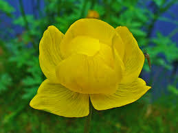 Attēlu rezultāti vaicājumam “Trollius europaeus”