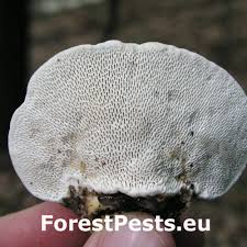 Attēlu rezultāti vaicājumam “Trametes gibbosa”