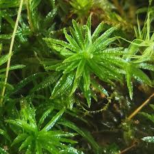 Attēlu rezultāti vaicājumam “Atrichum undulatum sporophyte”