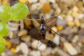 Attēlu rezultāti vaicājumam “Gerridae imago”