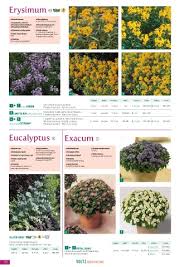 Attēlu rezultāti vaicājumam “Erysimum hieracifolium leaf”