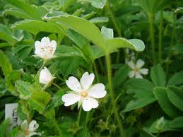 Attēlu rezultāti vaicājumam “Potentilla alba”