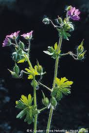 Attēlu rezultāti vaicājumam “Geranium molle”