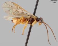 Attēlu rezultāti vaicājumam “Euura brevicornis”