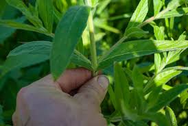Attēlu rezultāti vaicājumam “Epilobium hirsutum leaf”