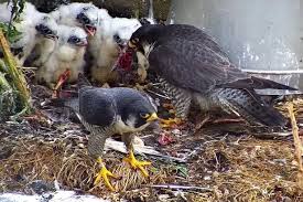 Image result for Herts Falcons