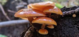 Attēlu rezultāti vaicājumam “Phleogena faginea young”