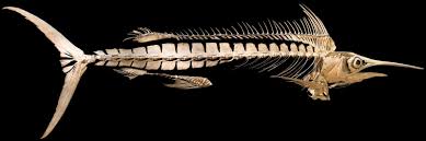 Image result for Istiompax indica