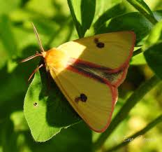 Attēlu rezultāti vaicājumam “Diacrisia sannio male”