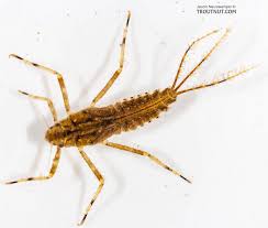 Attēlu rezultāti vaicājumam “Macrosteles sp. nymph”