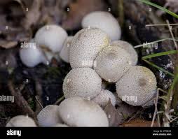 Attēlu rezultāti vaicājumam “Lycoperdon echinatum”