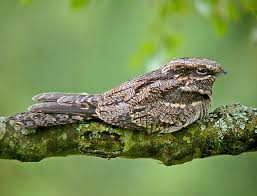 Attēlu rezultāti vaicājumam “Caprimulgus europaeus juvenile”