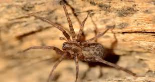 Attēlu rezultāti vaicājumam “Tegenaria sp.”