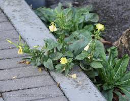 Image result for Oenothera biennis