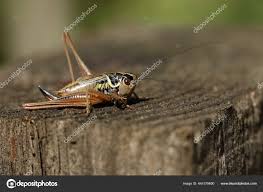 Attēlu rezultāti vaicājumam “Metrioptera roeselii”